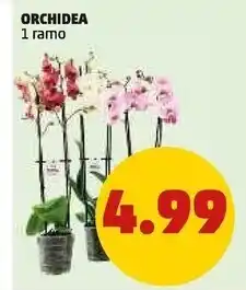 PENNY Orchidea piante offerta