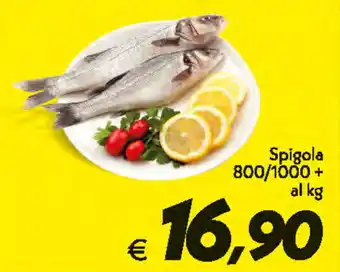Spigola 800/1000+al kg