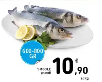 SPIGOLE grandi