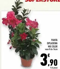 Conad Superstore Pianta dipladenia mix color offerta