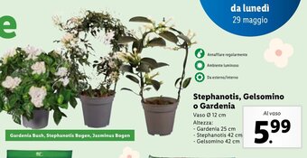 Stephanotis, Gelsomino o Gardenia