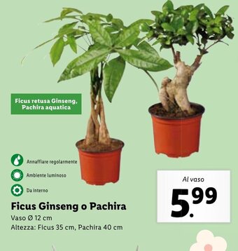 Lidl Ficus Ginseng o Pachira offerta