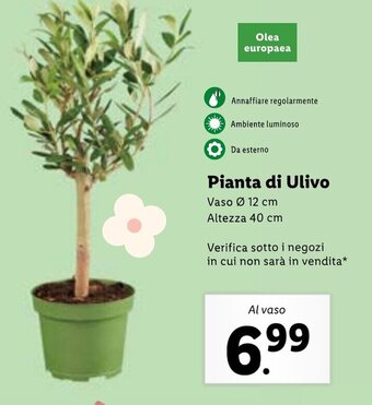 Lidl Pianta di Ulivo offerta