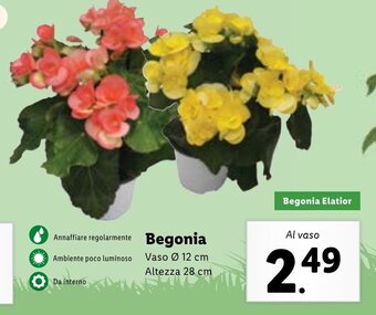 Begonia