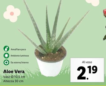 Lidl Aloe Vera offerta