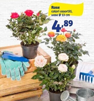 In'S Mercato Rose offerta
