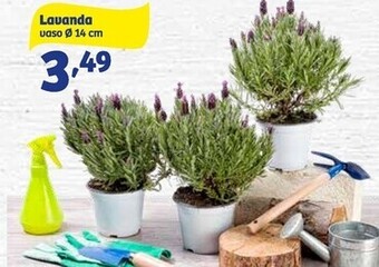 In'S Mercato Lavanda offerta