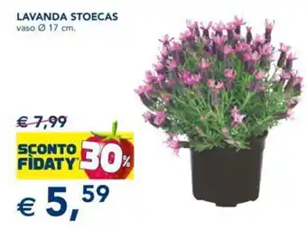 LAVANDA STOECAS