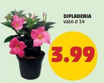 DIPLADENIA vaso ø 14