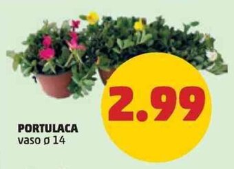 PORTULACA vaso ø 14
