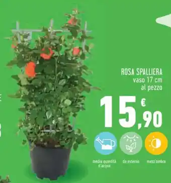 ROSA SPALLIERA
