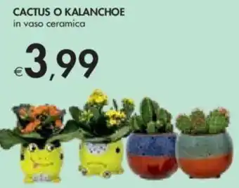 CACTUS O KALANCHOE