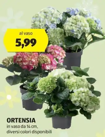 ALDI ORTENSIA offerta