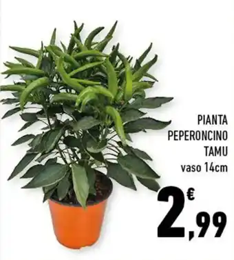 Conad PIANTA PEPERONCINO TAMU vaso 14cm offerta