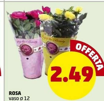PENNY Rosa offerta