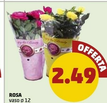 PENNY Rosa offerta