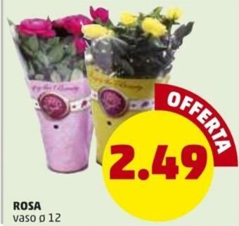 PENNY Rosa offerta