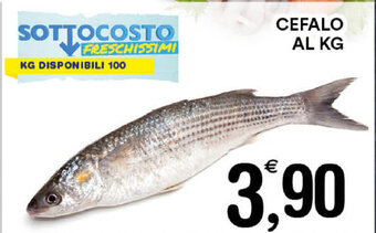 Gecop Cefalo al kg offerta