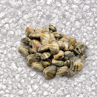 Vongole veraci con guscio