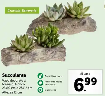 Lidl Succulente Vaso decorato a forma di tronco 23x10 cm o 28x12 cm Altezza 12 cm offerta