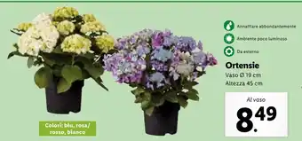 Lidl Ortensie Vaso Ø 19 cm Altezza 45 cm offerta