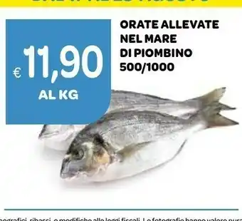 Orate Allevate Nel Mare Di Piombino