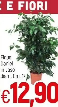 Famila Ficus Daniel In Vaso offerta