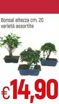 Bonsai Altezza