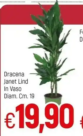 Famila Superstore Dracena Janet Lind In Vaso offerta