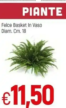 Felce Basket In Vaso