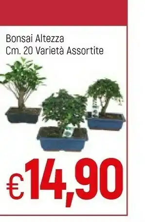 Bonsai Altezza
