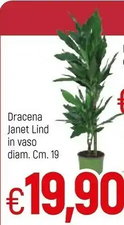 Famila Dracena Janet Lind In Vaso offerta