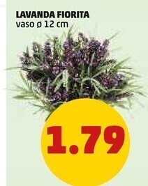 Lavanda fiorita