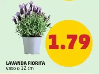 LAVANDA FIORITA vaso ø 12 cm