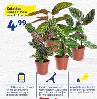 In'S Mercato Calathea varietà assortite, vaso Ø 12 cm offerta