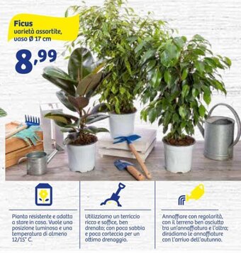 In'S Mercato Ficus varietà assortite, vaso Ø 17 cm offerta