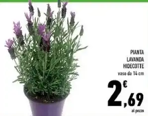 Pianta lavanda hidecotte