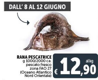 Gourmet Déco Rana pescatrice offerta
