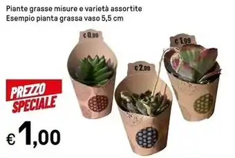 Iper La Grande Piante grasse misure e varietà assortite offerta