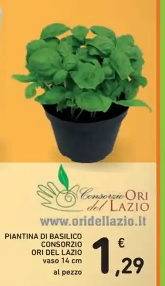 Spazio Conad Consorzio Ori del Lazio Piantina di Basilico 14cm offerta