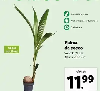 Lidl Palma da cocco offerta