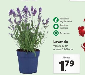 Lidl Lavanda offerta