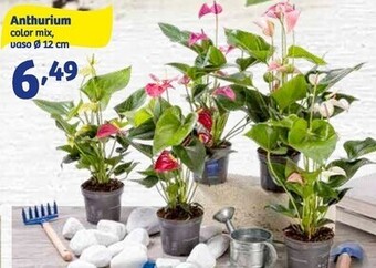 Anthurium