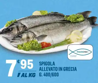Supermercati Dok SPIGOLA ALLEVATO IN GRECIA G. 400/600 offerta