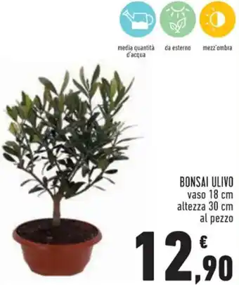 Conad Superstore BONSAI ULIVO vaso 18 cm offerta
