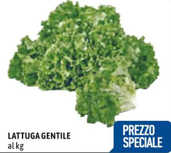 LATTUGA GENTILE