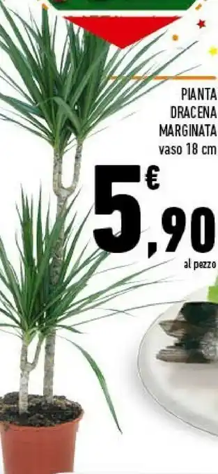 Conad Pianta Dracena Marginata offerta