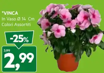 DPiù *VINCA In Vaso Ø 14 Cm offerta