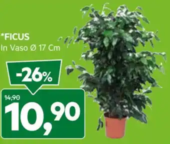 DPiù *FICUS In Vaso Ø 17 Cm offerta