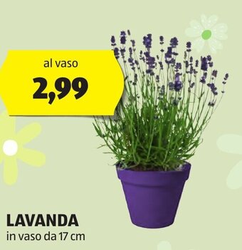 ALDI LAVANDA in vaso da 17 cm offerta